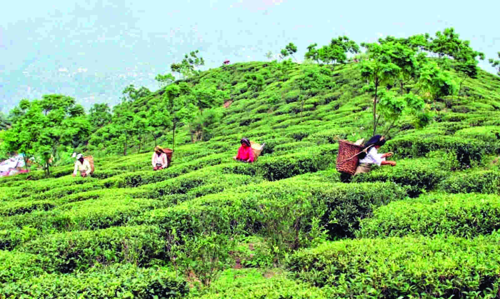 Tea Gardens